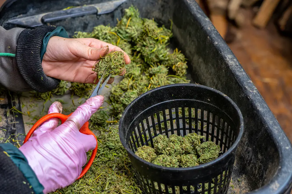 Trimming,With,Scissors,Cannabis,Or,Marijuana,Buds,Or,Flowers.,Hands