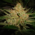 Plushberry Strain Review