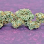 Strawberry Ghost Strain Review