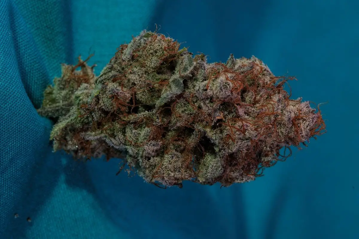 Think Different Strain Review