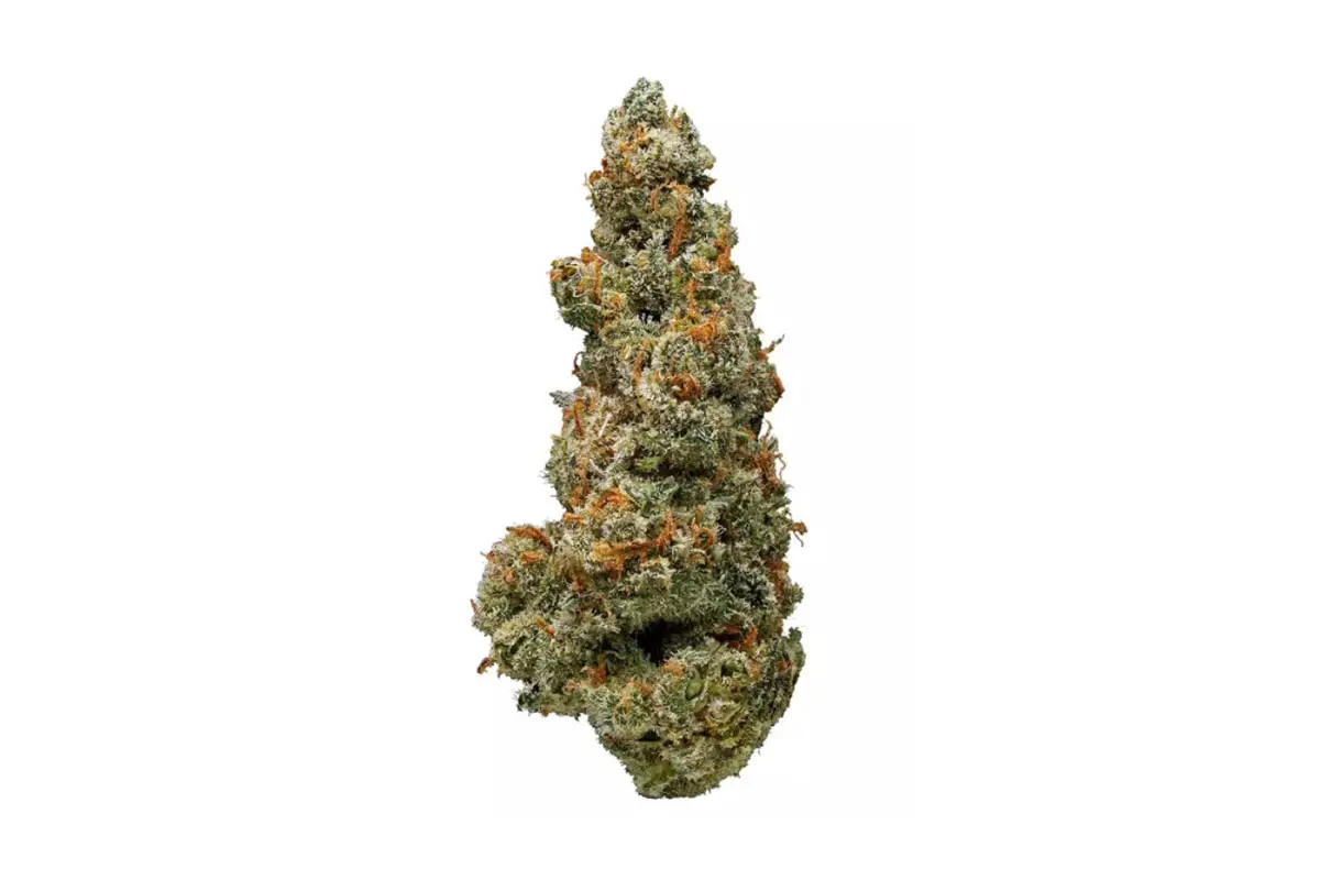 jack frost strain review